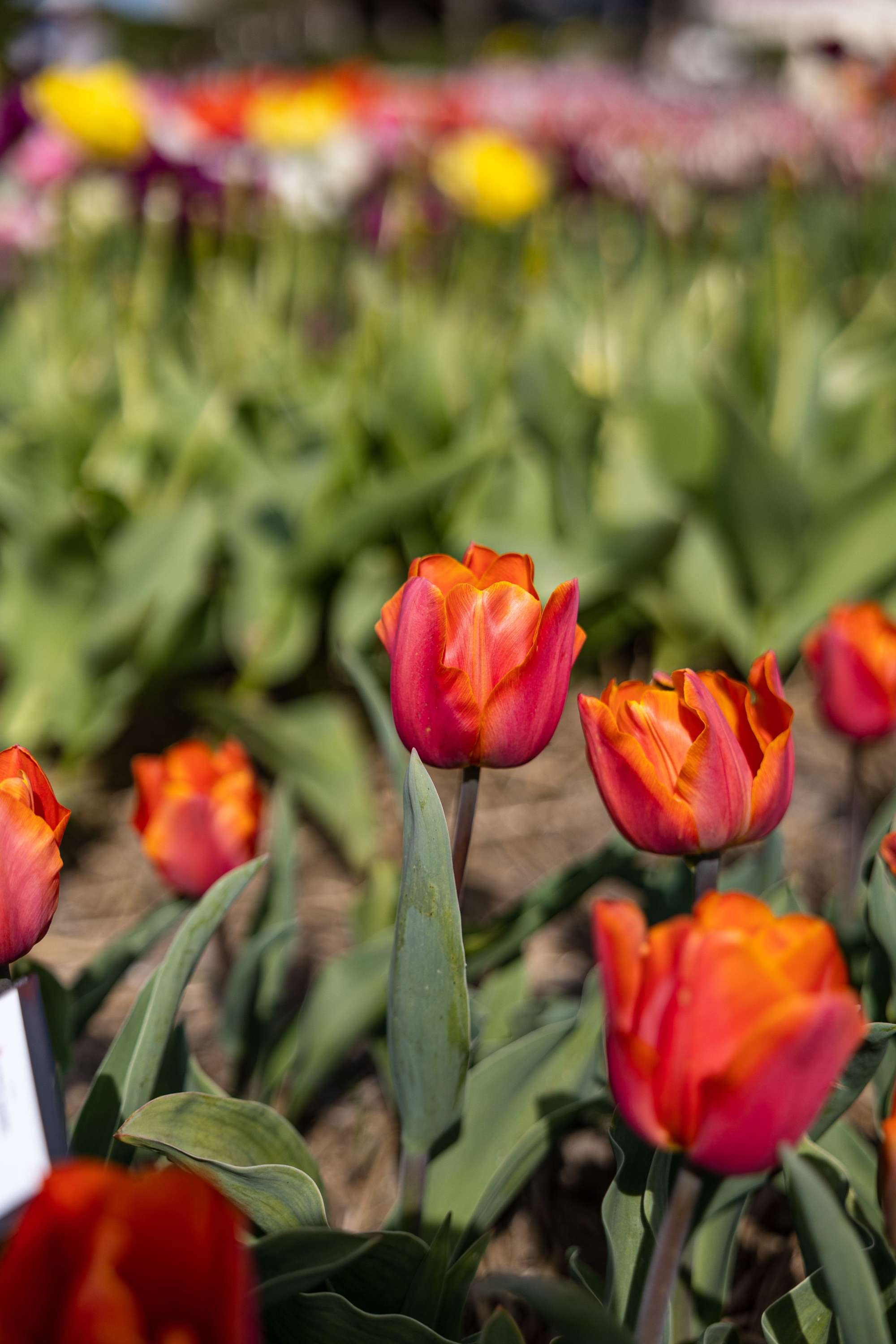 Tulpe 'Avignon'